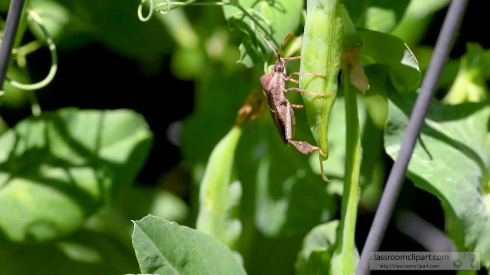 insect on pea pod