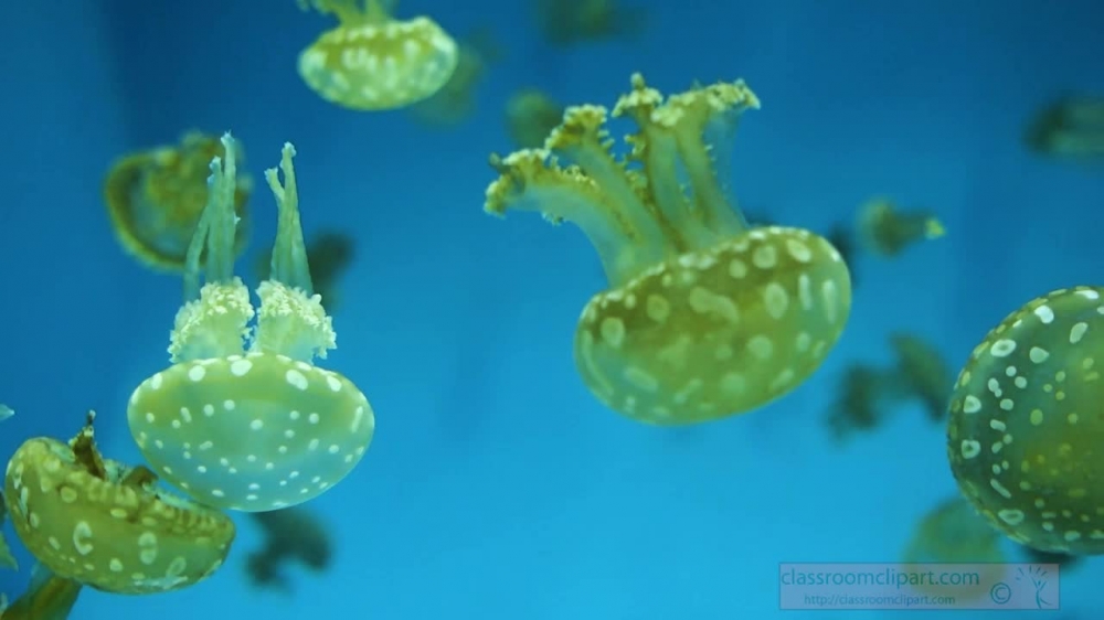 jellyfish swimming aquarium