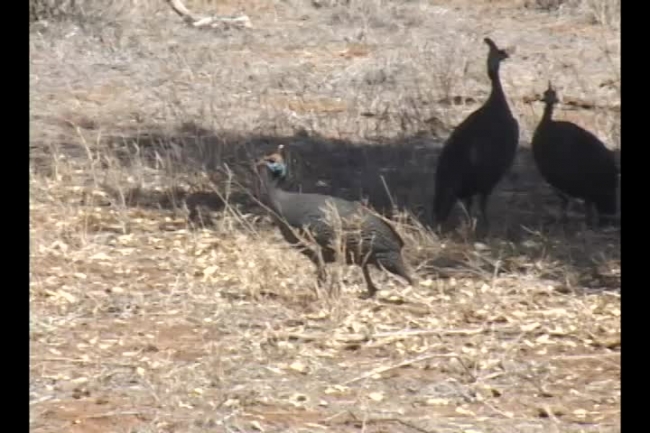 Kenya Crested Guinea fowl samburu bird video
