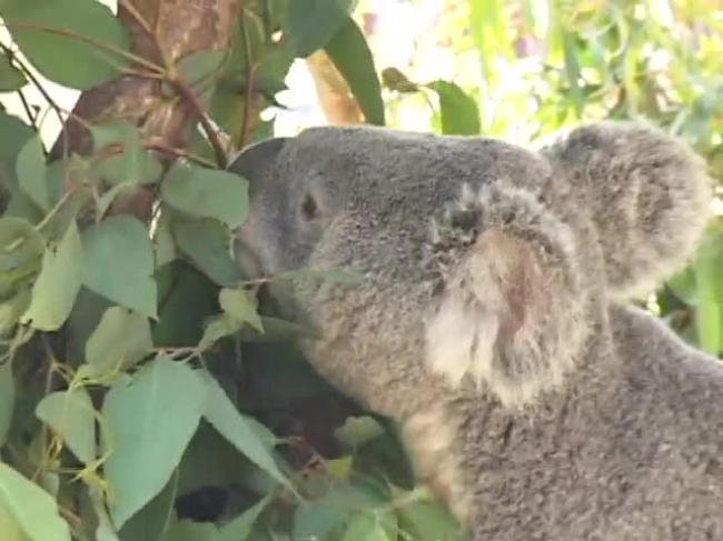 koala bear eating