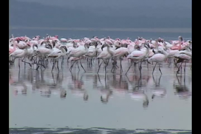 Lake Nakuru gatherings greater and lesser flamingo