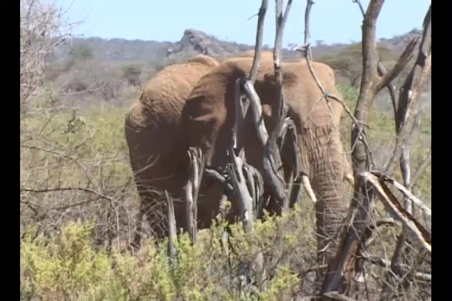 large elephant walking in brush in samburu national reserve
