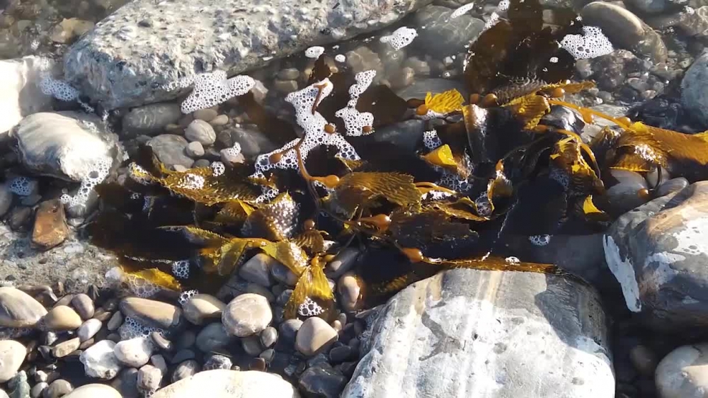 large seaweed along the tidepool