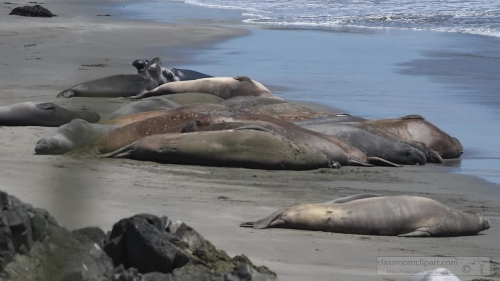 male elephant seals on beach piedras blancas california