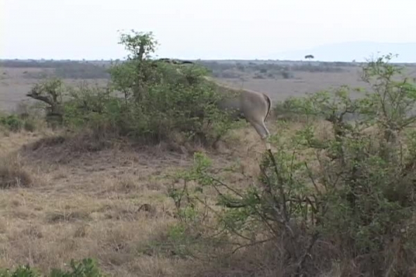 masai animal video