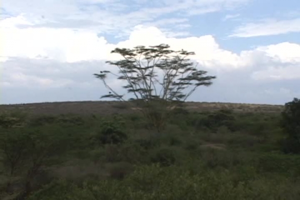 masai birds in tree video