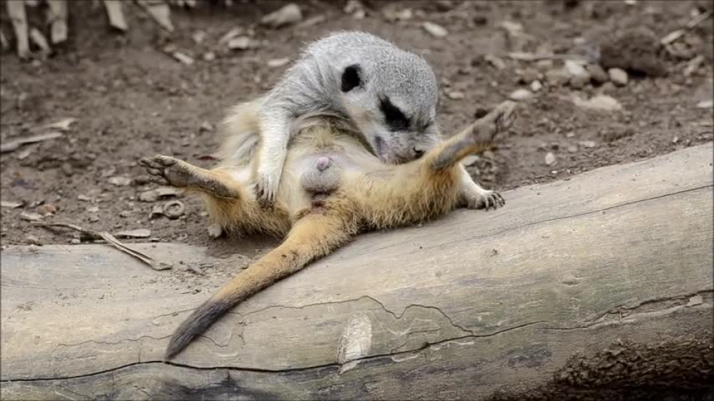 meerkat cleaning his body