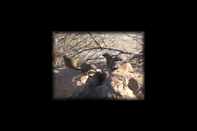mongoose group animals sitting on rock