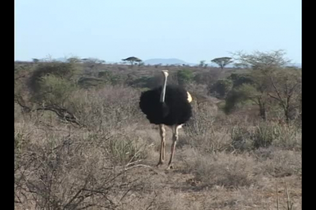 ostrich looking for food africa video