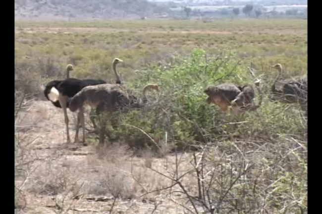 ostriches eating plants kenya africa video