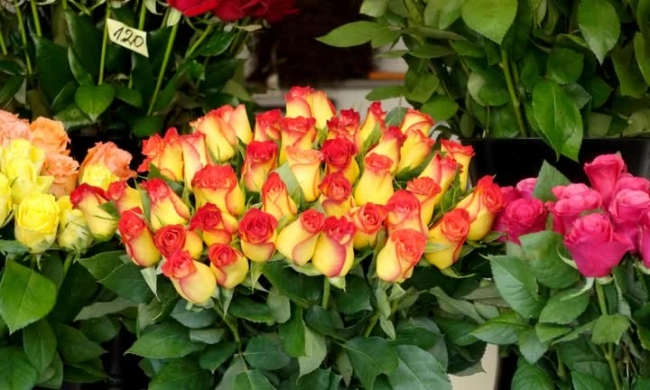 pano roses at market