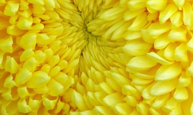 pano video closeup yellow mum flower