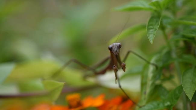 praying mantis front view