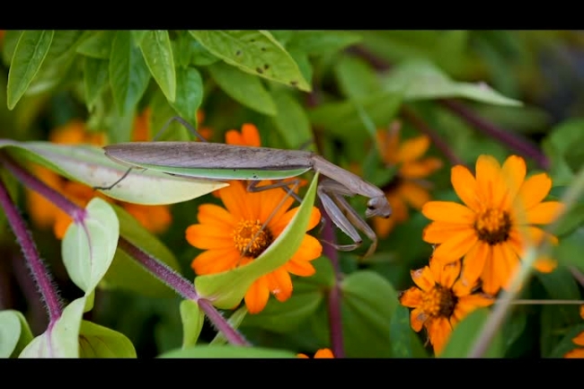 praying mantis in garden looking for food