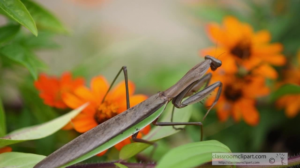 praying mantis looking at insect