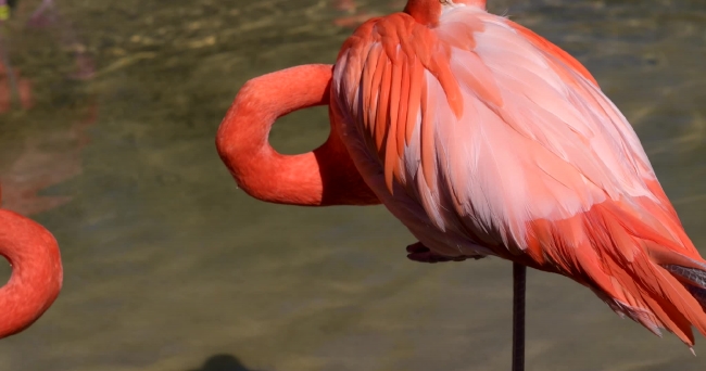 red flamingo birds at zoo