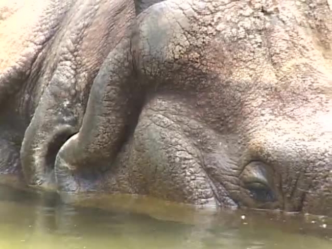 rhinoceros head in out water