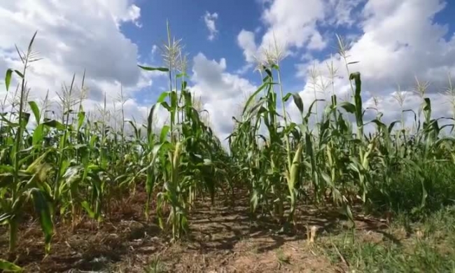 rows corn growing in field blue sky video