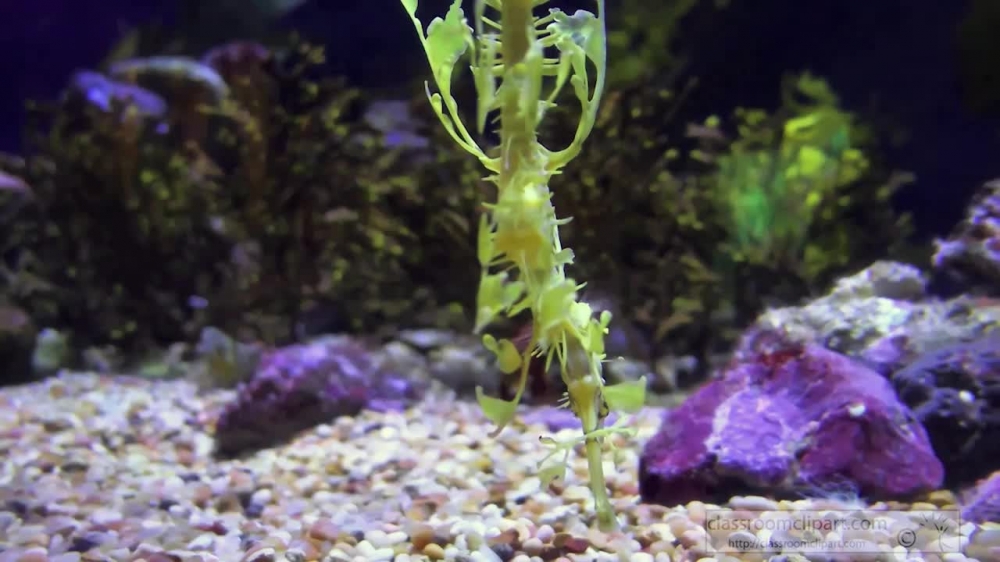 seahorse swimming