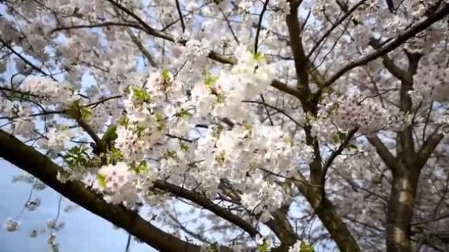 spring trees cherry blossoms blowing wind video
