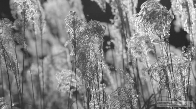 sun hitting plant blowing in wind black white video