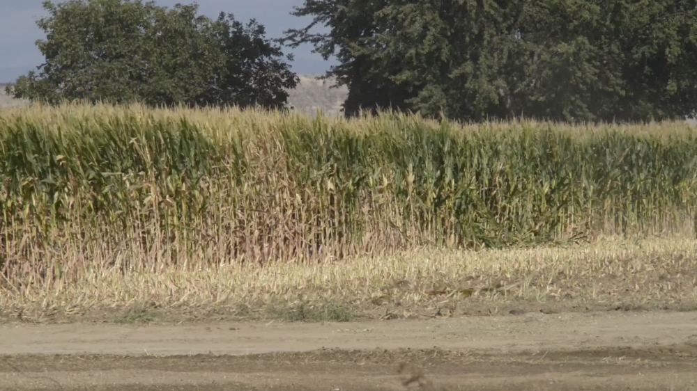 tractor working in a corn field in Fruitland Idaho