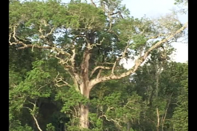 trees africa