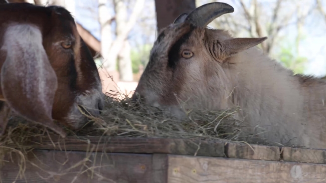 two goats eating hay