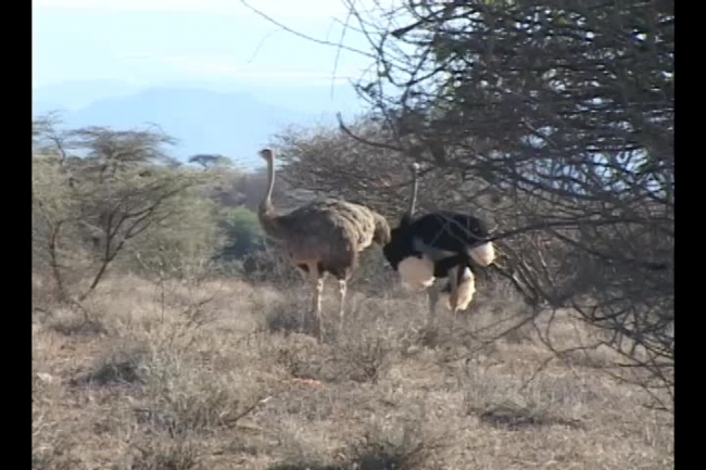 two osriches in samburu national park video
