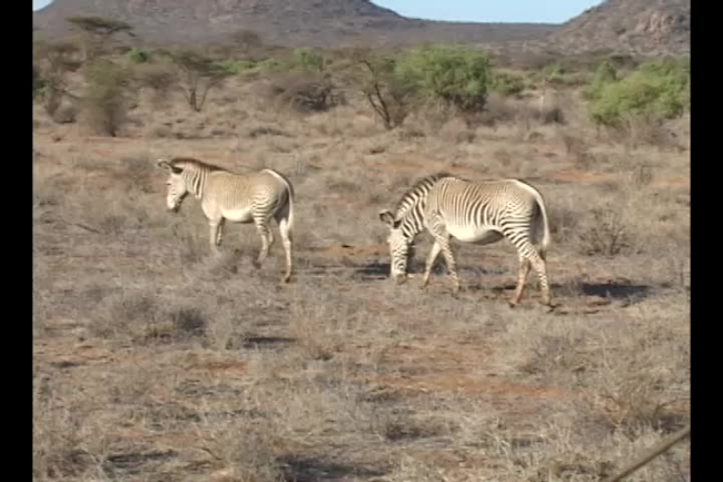 two zebras walking in samburu africa video