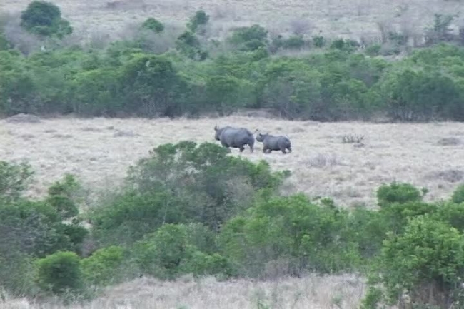 white rhinoceros roaming africa