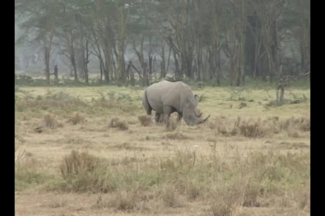 white rhinoceros roaming africa video 1