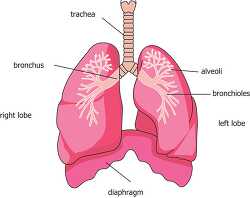a parts of the lung alveoli bronchi diaphragm 2