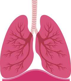 A Respiratory system lungs bronchi trachea clipart