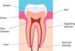 a tooth side view human anatomy clipart