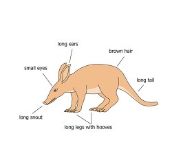 aardvark external anatomy diagram