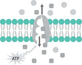 active transport of molecules across cell membrane gray color