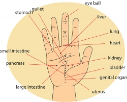 Acupuncture Hand Chart Clipart
