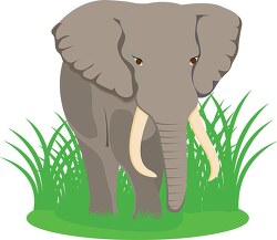 african elephant africa clipart