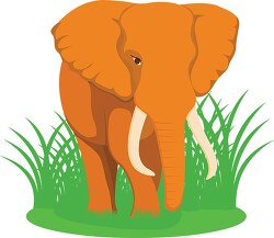 african elephant africa clipart