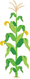 agriculture single corn plant with stalks clipart