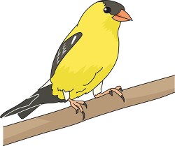 american goldfinch clipart