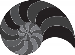 ammonite mollusk marine animal gray clipart