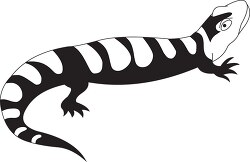 amphibian salamander black white outline clipart
