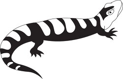 amphibian salamander black white outline cliprt