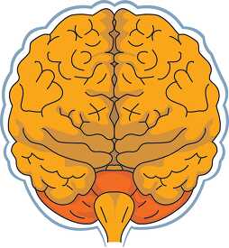 anatomy brain
