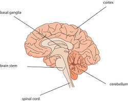 anatomy brain labeled clipart