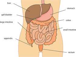 anatomy digestive system labeled clipart