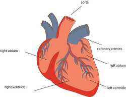 anatomy heart labeled clipart