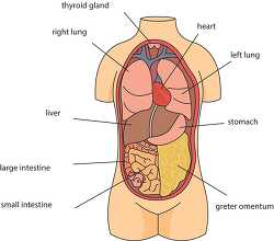 anatomy human body organ location labeled clipart